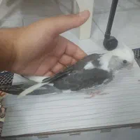 عروس هلندی جوجه|پرنده|رباط‌کریم, مسکن مهر آبشناسان|دیوار