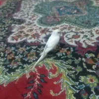 مرغ عشق