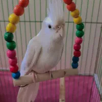 عروس هلندی البینو