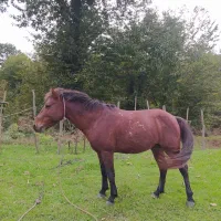 اسب کاری کاملا فقیر|اسب و تجهیزات اسبسواری|رشت, لاکان|دیوار