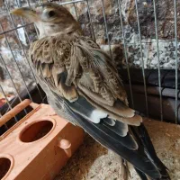 قناری طبیعت نر|پرنده|قزوین, |دیوار