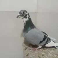 قره مسافتی|پرنده|شیراز, شاهچراغ|دیوار