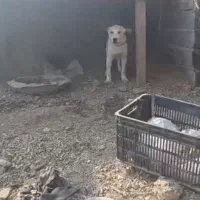 سگ گم شده|حیوانات|تاتار علیا, |دیوار