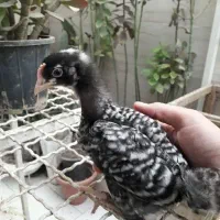 تخم نطفه دار مرغ و خروس اصیل آمروک و برهما|حیوانات مزرعه|مشهد, عبادی|دیوار