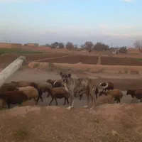 سگ ماده گله|سگ|اسحاق آباد, |دیوار