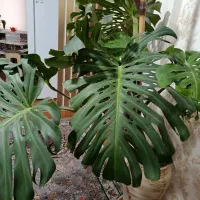 گل برگ انجیری