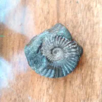 فسیل حلزون|کلکسیون اشیاء عتیقه|نگین شهر, |دیوار