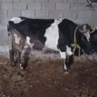 گاو گوشتی کیلوی ۲۷۵۰۰۰|حیوانات مزرعه|قره ضیاالدین, |دیوار