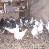 گنجه کبوتر قلمه براجوجه کشی|پرنده|محمودآباد, |دیوار