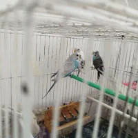 مرغ عشق ۳ عدد