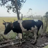 گاو|حیوانات مزرعه|صومعه‌سرا, |دیوار