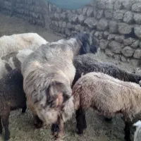 قوچ بختیاری|حیوانات مزرعه|رودشت (چهارمحال و بختیاری), |دیوار
