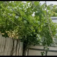 ویلایی-خاص-دلباز-دوبلکس-حیاط-مشجر-و-زیبا