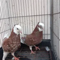 کبوتر درجایی