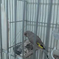 سهره ماده جوجه قفس