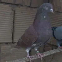 کفتر پرشی قرمز