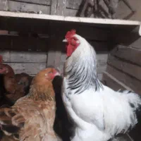 تخم مرغ امپراطور|خوردنی و آشامیدنی|لنگرود, |دیوار