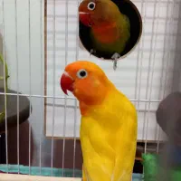 یک جفت طوطی برزیلی دستی باقفس