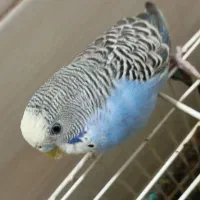 یک عدد مرغ عشق