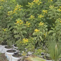 نهال اکالیپتوس