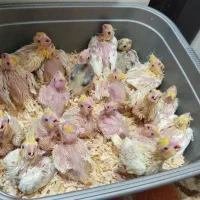 جوجه عروس هلندی سرلاکی و دونخور نژاد سخنگو