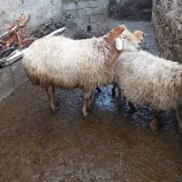 قوچ چهار دندان به شرط