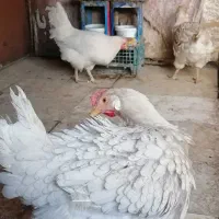 مرغ محلی سفید|حیوانات مزرعه|سبزوار, جوادیه شرقی|دیوار