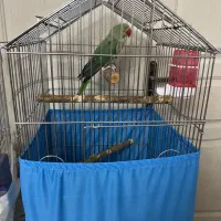 شاه طوطی جوجه تهران اصیل حلقه پا