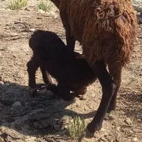 عروسک افشاری