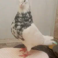 دوتا طوقی نر مست