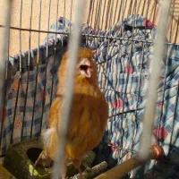 قناری شتری ماده|پرنده|شیبکوه (فارس), |دیوار