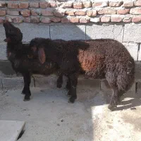 دو عدد بره نر سالم