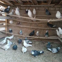 کبوتر پرشتی|پرنده|خزل, |دیوار