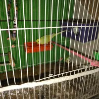 یک جفت مرغ عشق کار داده جوان روی 5تخم