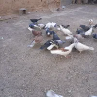 پرنده|پرنده|سیرجان, |دیوار