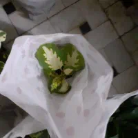 فروش انواع گل وگیاه به سفارش شما یا حضوری