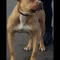 واگزاری پیت بول