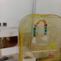 عروس هنلدی|پرنده|علیآباد کتول, |دیوار