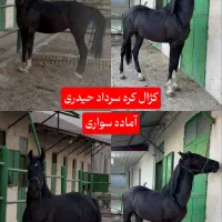 اسب|اسب و تجهیزات اسب‌سواری|فردیس, سرحد آباد|دیوار