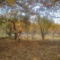 باغ 1100 متری شهریار ابراهیم آباد سند تک برگ|فروش خانه و ویلا|شهریار, ابراهیم‌آباد|دیوار