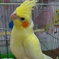 عروس هلندی