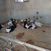 گاو گوساله تلیسه|حیوانات مزرعه|اصفهان, قهجاورستان|دیوار