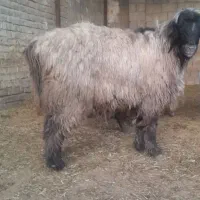 گوسفند داشتی