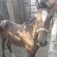 کره نریان از خط خونی سالار ۱