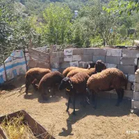 گوسفند همو هترو