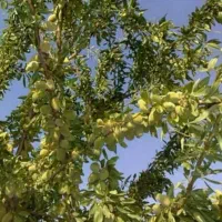 پیشفروش نهال بادام اسکندر باشرایط چک