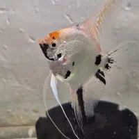 دو عدد آنجل (جفت)