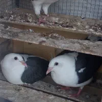 کبوتر دوکت سیاه کویتی جوانه