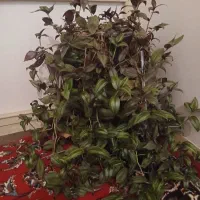 گل چشم آهویی