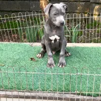 توله پیتبول بلو|سگ|رشت, گلسار|دیوار